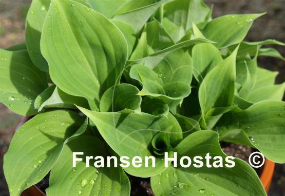 Hosta Brandywine